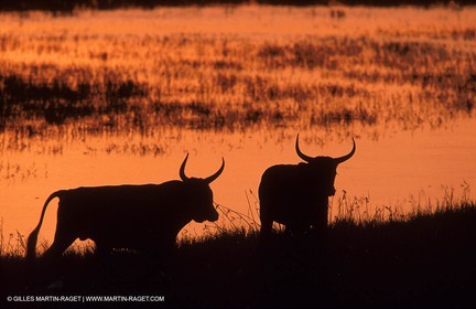 Taureaux de Camargue
