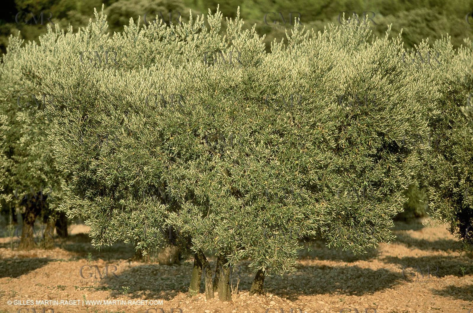Baux de Provence valley olive tree fields