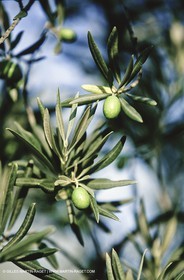 olive0118.jpg
