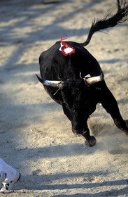 Camargue Bull game