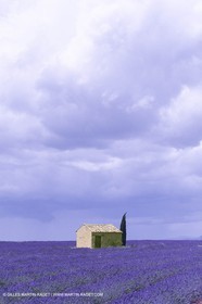 France, Provence, Lavender fields