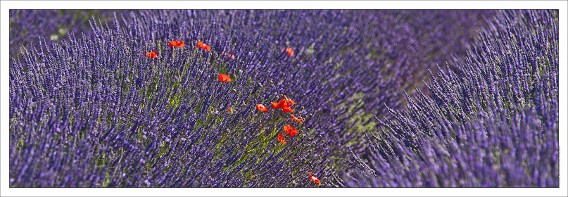 Produit : Tirage photo réalisé par nos soins sur imprimante jet d'encre professionnelle Epson à partir de 8 encres ultrachrome inaltérables (label Digigraphie).Formats au choix :. 20 x 60 cm. 33 x 95 cm- 52 x 150 cmChoix des papiers :. Papier standard brillant 250 gr., filet noir, marge blanche, tirage non signé. Papier haut de gamme satiné 290 gr. filet noir, marge blanche, tirage vérifié et signé par l'auteur.. Autres supports (canvas, acrylique, dibond) sur demandeConditionnement : tube cylindrique renforcé.Options pour l'expédition : . colissimo + dépôt boîte aux lettres (France uniquement). Colissimo avec signature à réception. Transporteur express (2 jours ouvrés) avec signature à réceptionCliquez sur caddie pour sélectionner votre formule et démarrer la procédure de commande en ligne