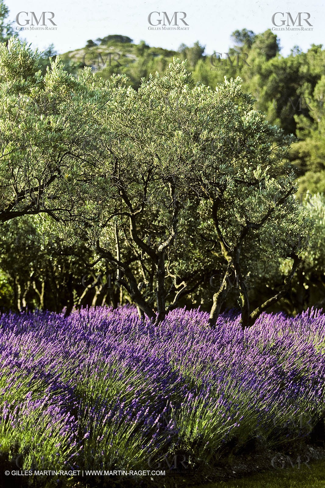 France, Provence, Oliviers, oliveraies, olive trees