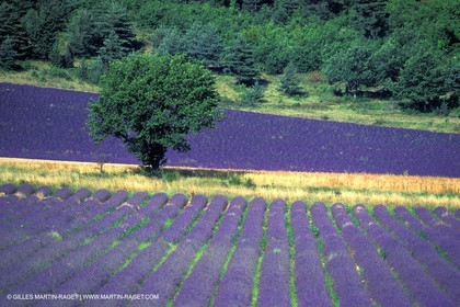 Lavander fields