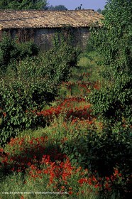 Poppies - Poppies field
