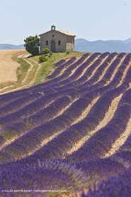 27 06 2011 - Entrevennes (FRA, 04) - Champs de lavande
