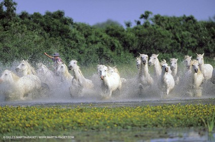 Camargue horses