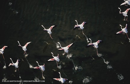 Camargue (FRA,13) - Flamants roses en Camargue