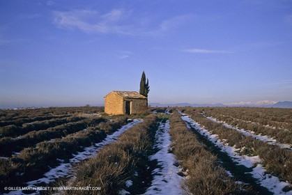 Provence sous la neige - Haute Provence - Plateau de Valensole
