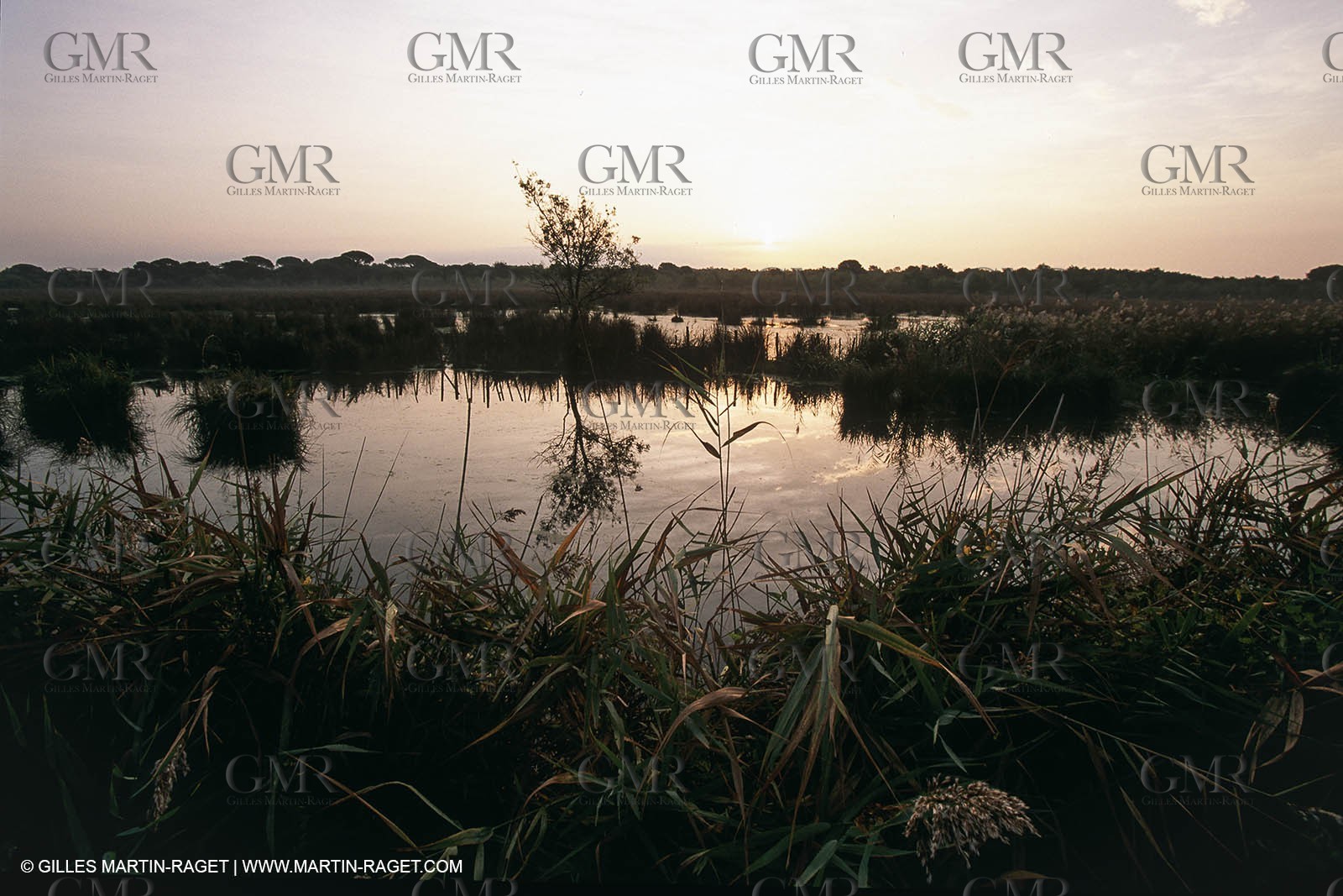 Camargue (FRA,13)