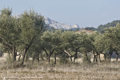 23 02 2008 - Saint Rémy de Provence (FRA, 13) - Paysages des Alpilles