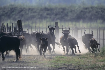 France, Provence, Camarggue, Taureaux de Camargue, bulls