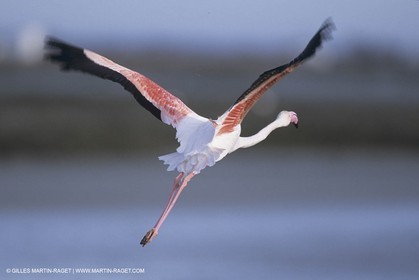 France, Provence, Camargue, Birds, Flamants, flamingos