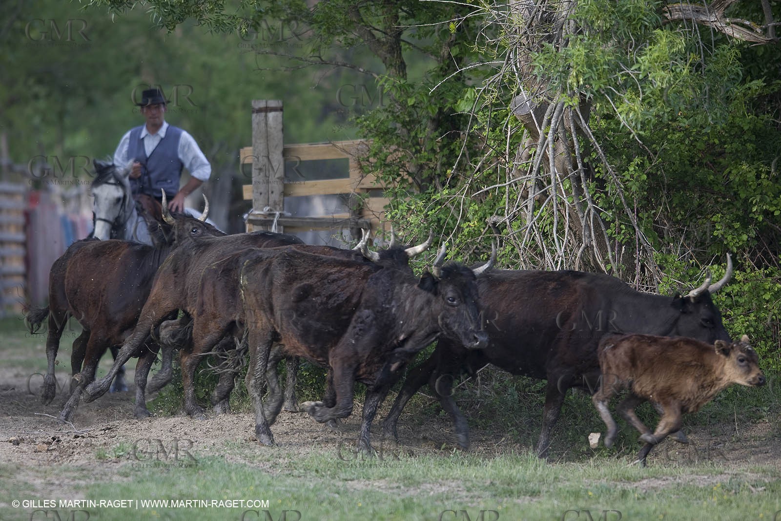 07 05 2008 - Le Cailar (FRA,30) - Stock work at Mas du Pont de Laute domain
