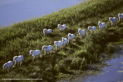 Les Saintes Maries de la mer (FRA,13) - Camargue horses