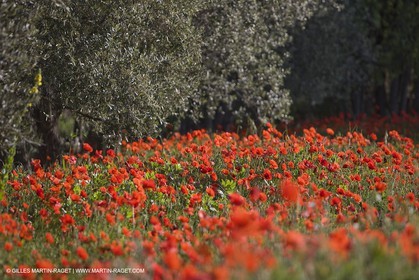 04 05 2008 - Saint Rémy de Provence (FRA, 13) - Paysages des Alpilles