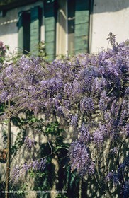 Les Alpilles, Saint Rémy de Provence, (FRA,13) - Glycine dans Saint Rémy de Provence