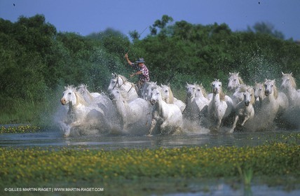 Camargue horses