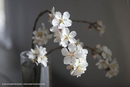 16 02 2008 - Saint Rémy de Provence (FRA,13) - Vallon raget, Branche d'amandier