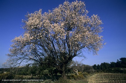 Luberon, Vaucluse (FRA,84) - Fruit trees blooming