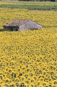 France, Provence, Champs de tournesols
