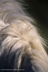 Chevaux de Camargue