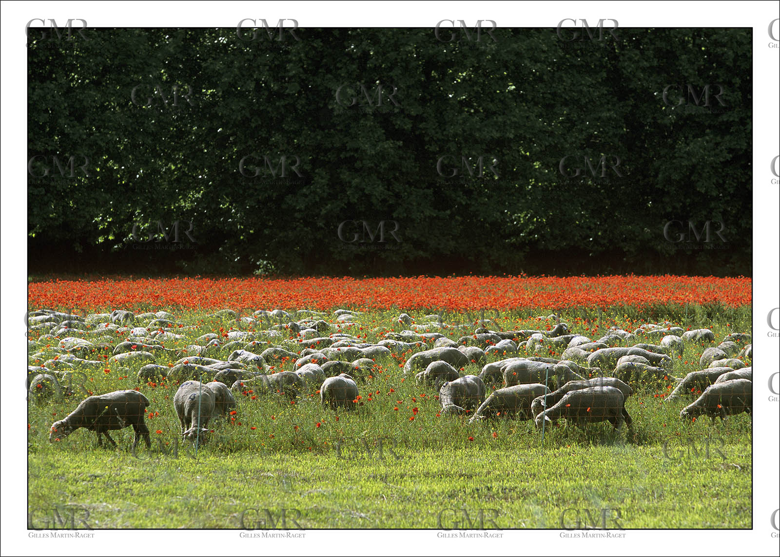 Product: in house made quality print on 8 ultrachome colors Epson ink Jet printer.Available sizes: . 30x40 cm. 50x70 cm. 80x120 cmAvailable papers: . Standard 250 gr glossy paper print, black streak, white margin, no signature. Top quality glossy 290 gr. paper, black streak, white margin, checked and signed by the author. Fine Art print (signed, numbered, stamped, registered) on demand. Other supports (Canvas, Acrylic, Metal) on demandPackaging: cylindric reinforced tubeShipping options: regular mail or Shipping companyClick on the basket icon to select your options and start the online ordering process