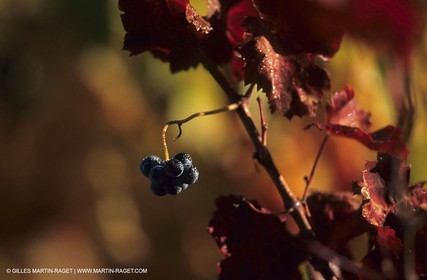 Vin - Vignes - Vendanges