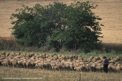 Saint Rémy de Provence (FRA,13) - Fête de la Transhumance