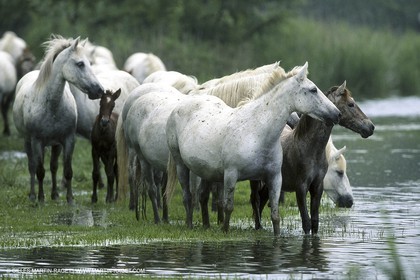 Camargue (FRA,13)