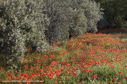 04 05 2008 - Saint Rémy de Provence (FRA, 13) - Paysages des Alpilles