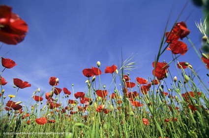 2000-2010- Les Alpilles (FRA,13) - Champs de coquelicots
