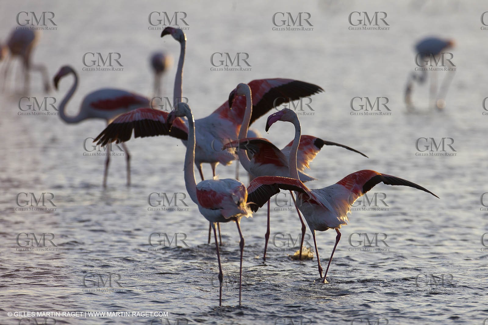 25 05 2011 - Les Saintes Maries de la Mer (FRA,13) - gypsies gathering