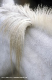 Cheval de Camargue - crinière