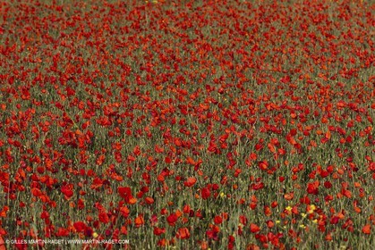 29 04 2012 ( Saint Rémy de Provence (FRA, 13) - Chaîne des Alpilles vers Romanin