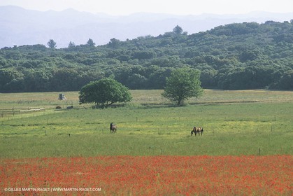 France, Provence, Champs de Coquelicots   Poppies fields
