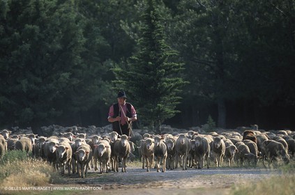 Saint Rémy de Provence (FRA,13) - Sheep stocks migration Fest