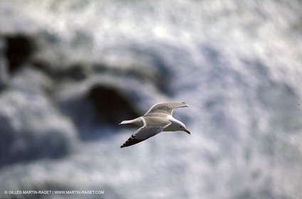 Animaux marins