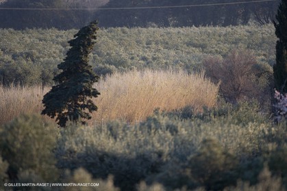 09 02 2008 - Les Baux de Provence (FRA, 13) - Alpilles hills landscapes