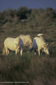 France, Provence, Camargue, White horses from Camargue