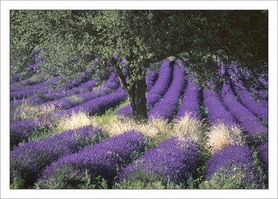 Lavander 4