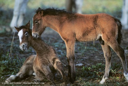 Les Saintes Maries de la mer (FRA,13) - Camargue horses