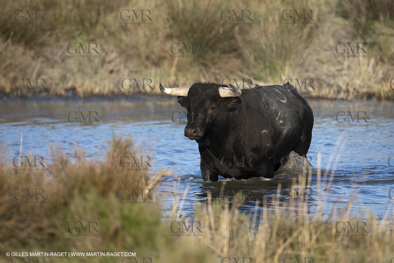 19 04 2011 - Arles (FRA,13) - Bullfight toros in Camargue