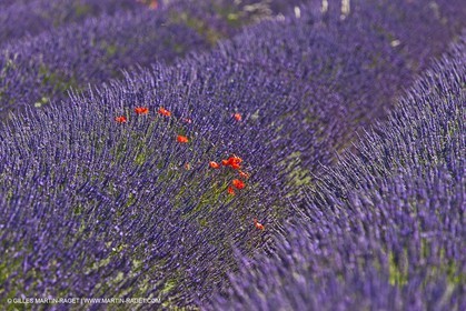 27 06 2011 - Valensole (FRA, 04) - Lavander fields