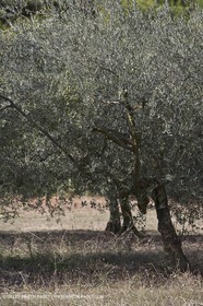 France, Provence, Oliviers, oliveraies, olive trees