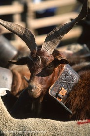 Saint Rémy de Provence (FRA,13) - Fête de la Transhumance
