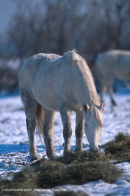 Camargue Horse