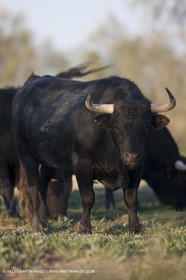 19 04 2011 - Arles (FRA,13) - Elevage de taureaux de combat en Camargue