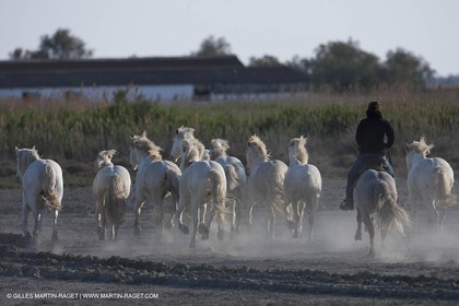 18 04 2011 - Les Saintes Maries de la Mer - Camargue white horses