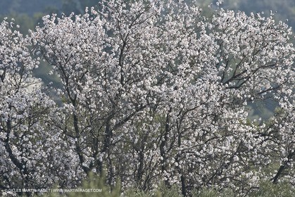 16 02 2008 - Les Baux de Provence (FRA, 13) - Alpilles hills landscapes